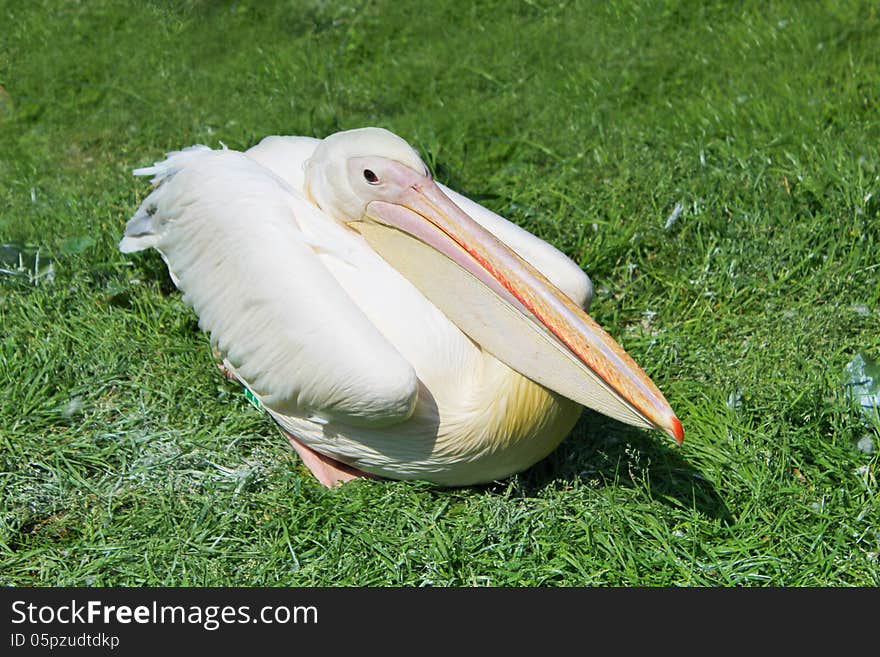 Pink pelican