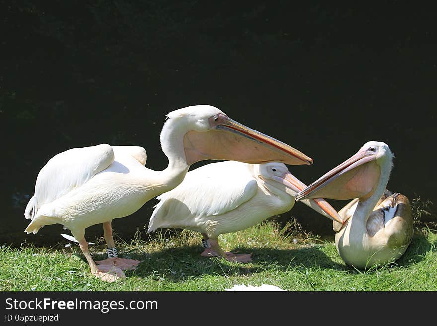 Pink pelican