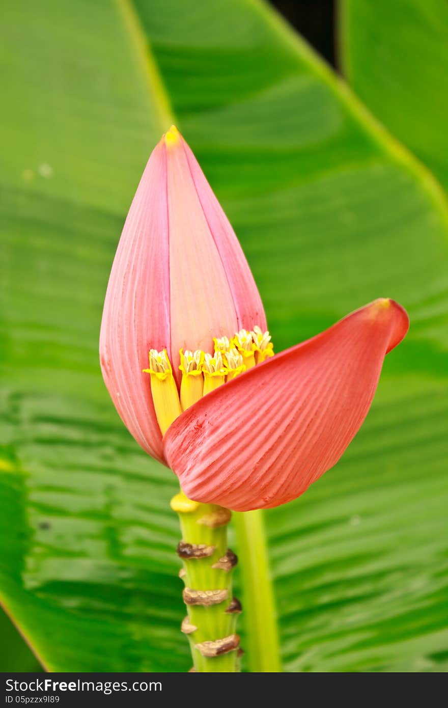 Banana Ornamental, flower of banana