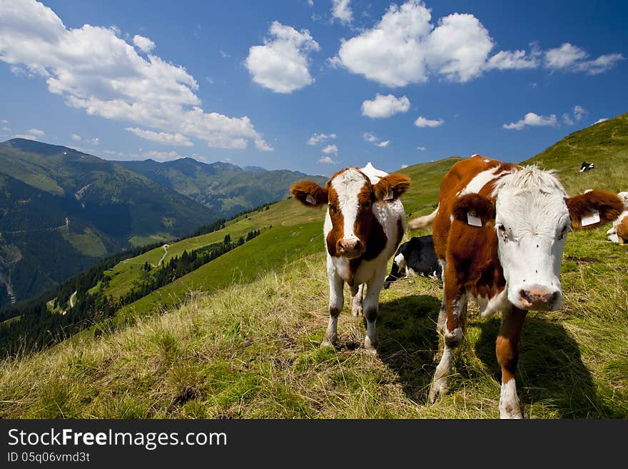 Austrian Summer