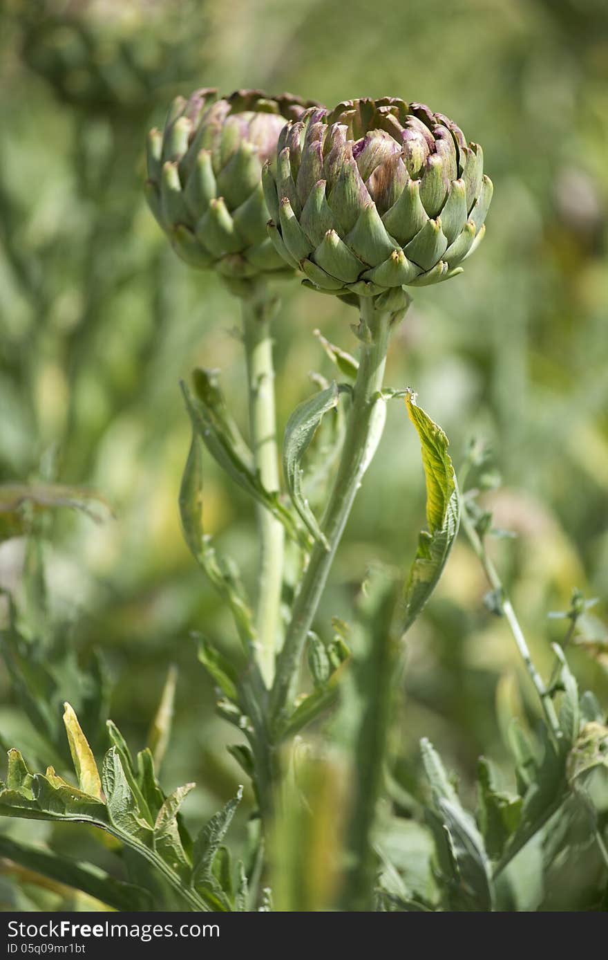 Artichoke