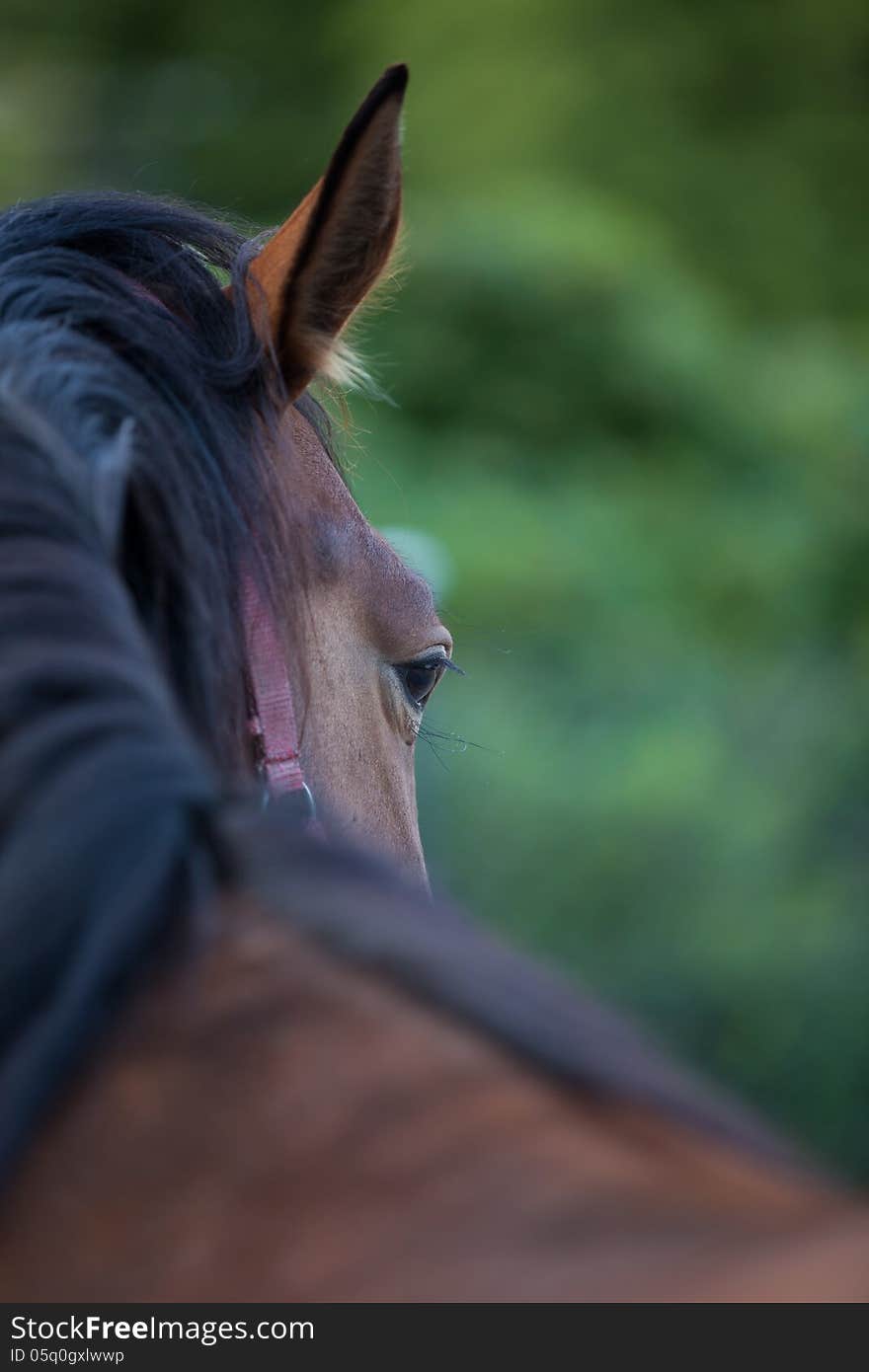 Portrait horse