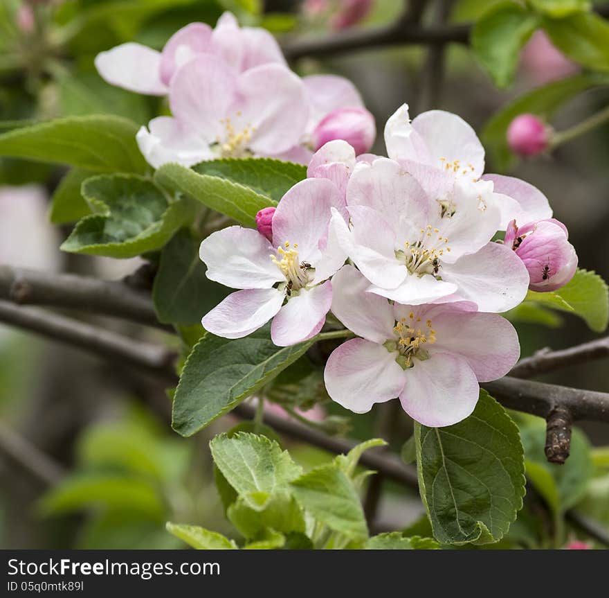 Flower of apple