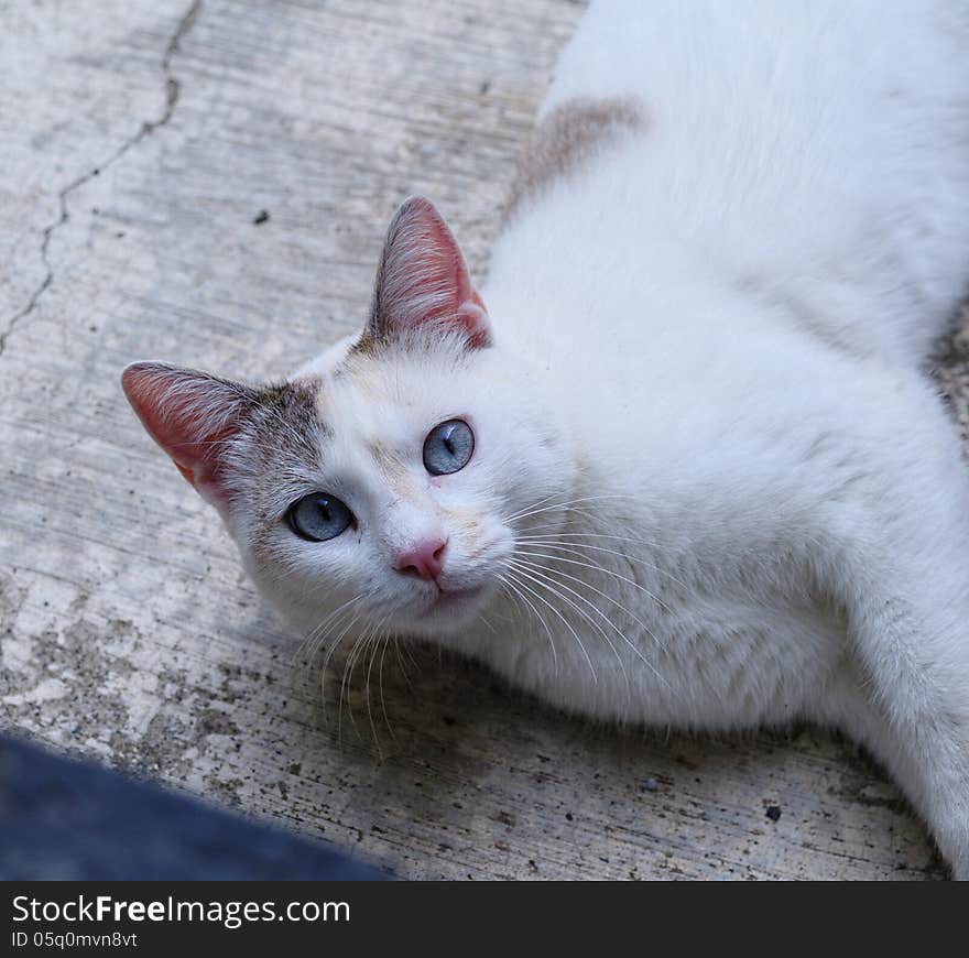 Beautiful white cat in the town of la spezia