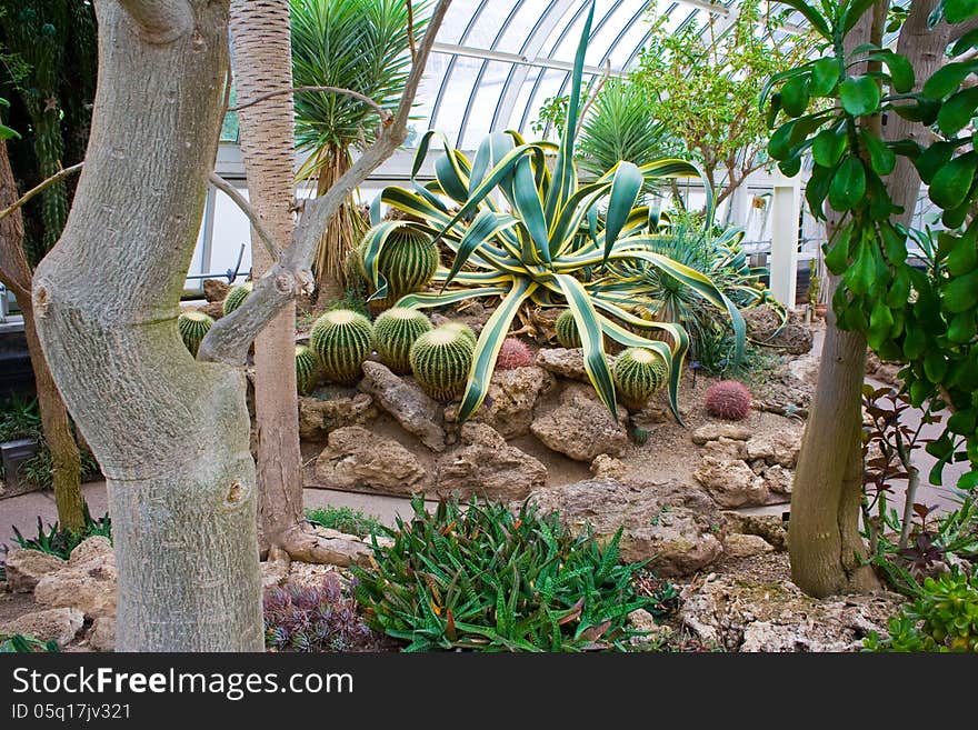 Desert plants at Phipps Conservatory