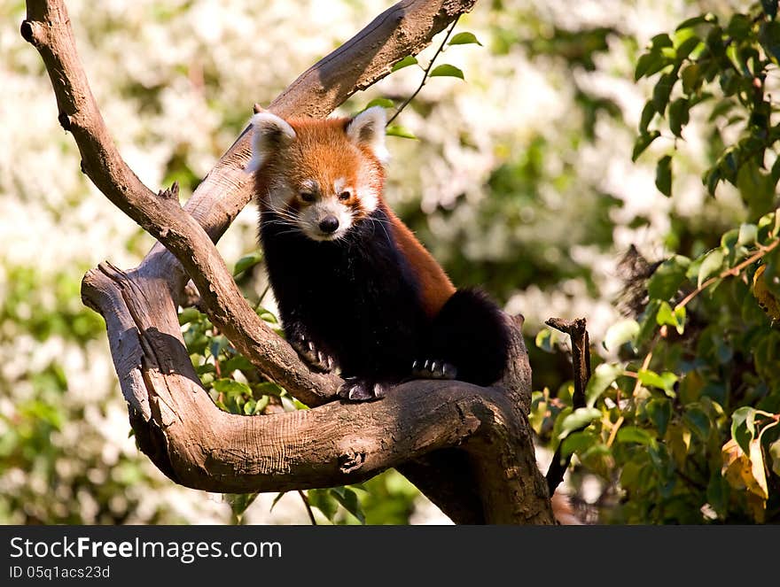 Red panda on a tree. Sort:Ailurus fulgens. Protected species.