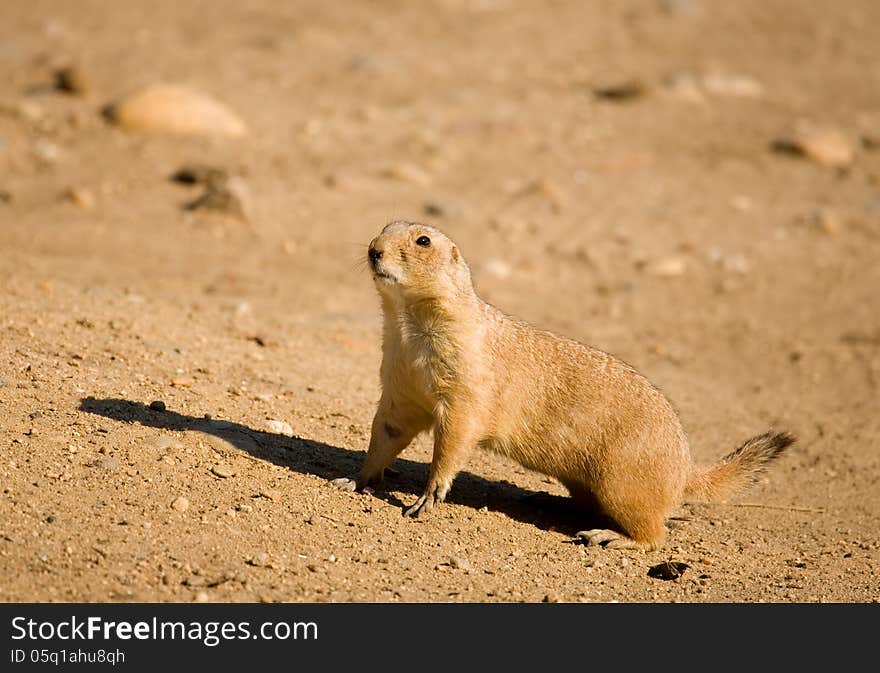 Black-tailed prairie-dog