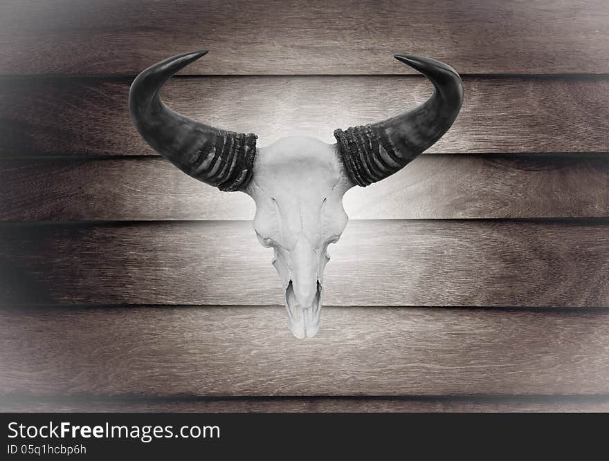 Closeup skull cow on wooden wall texture of the seamless wood