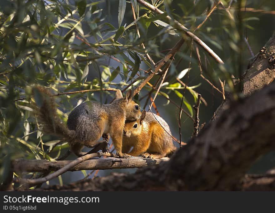 Two Squirrels On The Tree