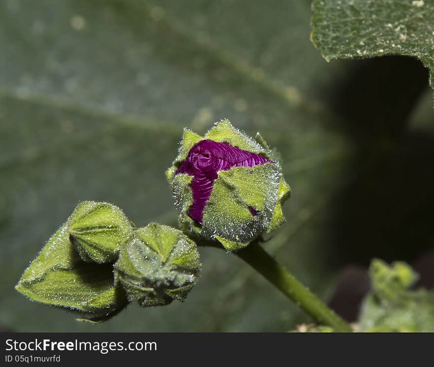 A bud of a flower. A bud of a flower