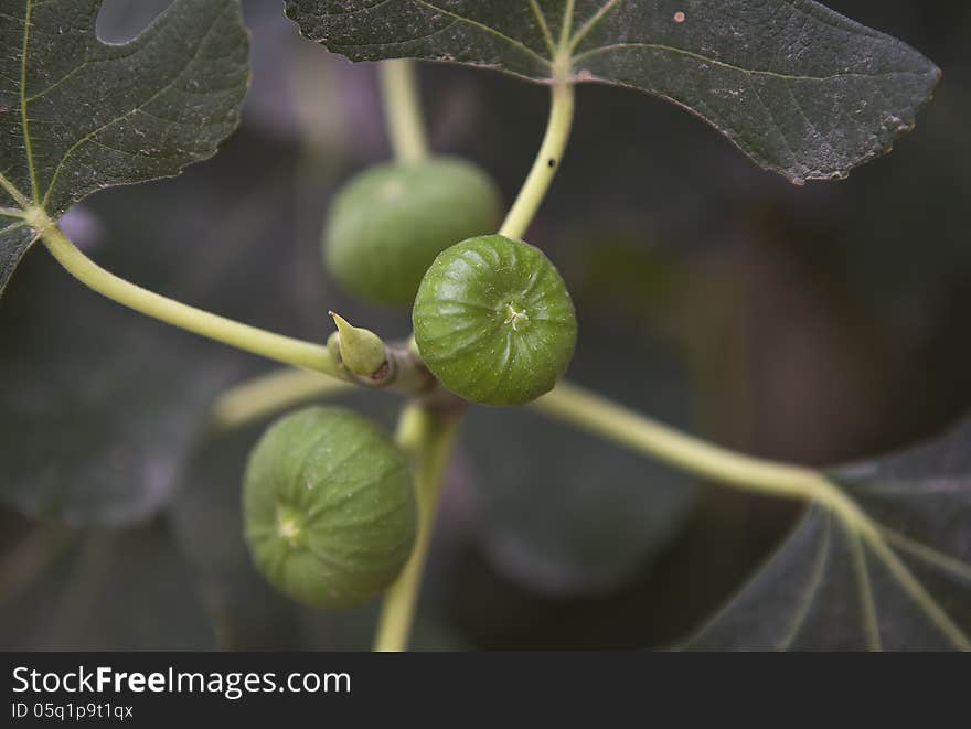 A view from a fig tree. A view from a fig tree