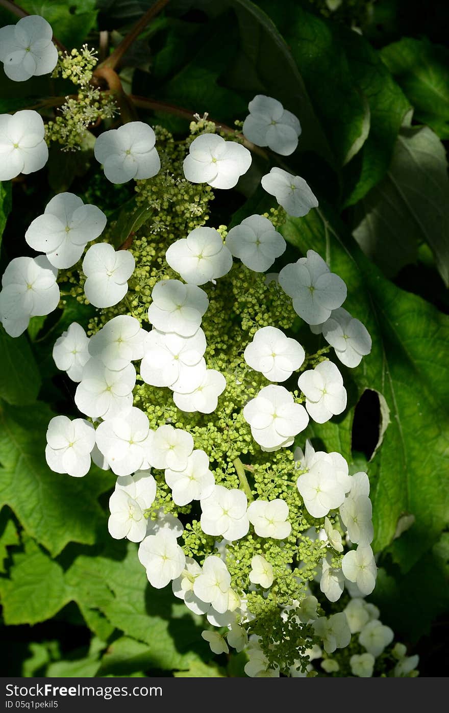 White flowers in a garden.