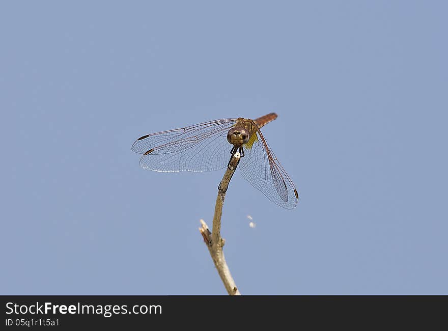 Dragonfly on a Branch