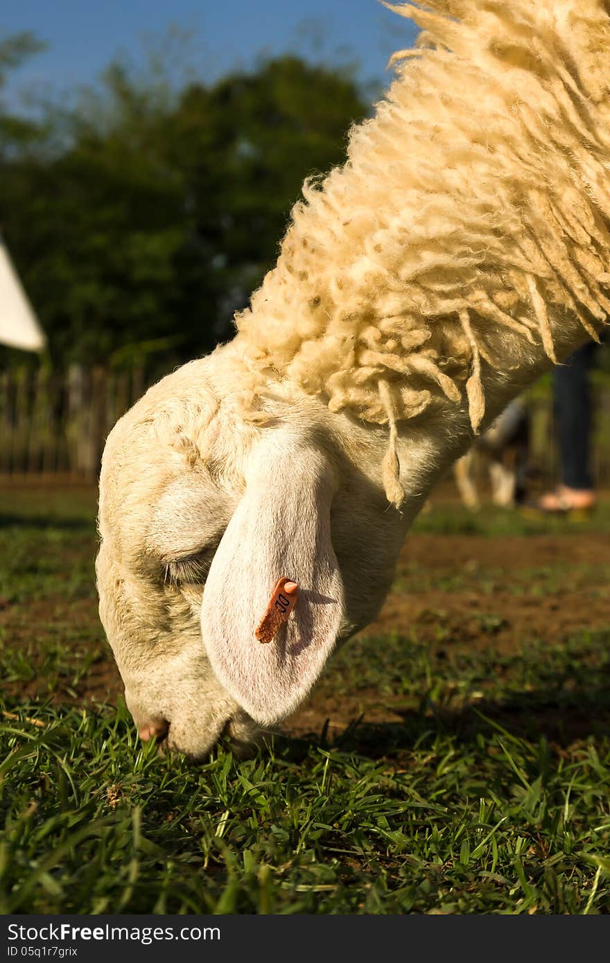 Sheep in the farm in a sunny day. Sheep in the farm in a sunny day.