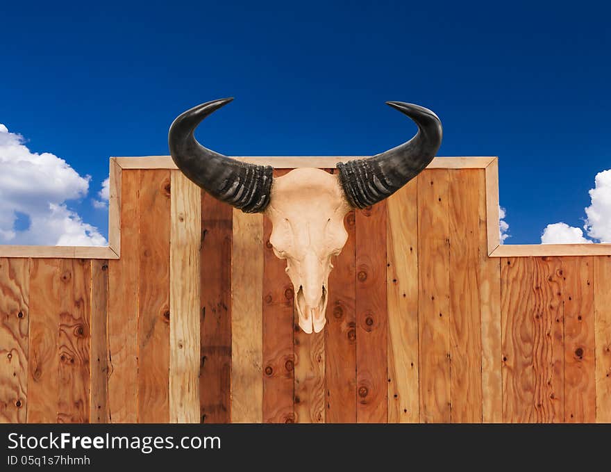 Skull cow front view hung on wooden wall. Skull cow front view hung on wooden wall