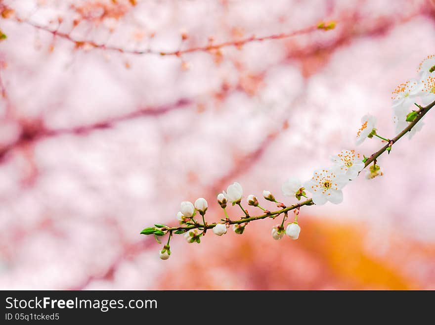 Spring Blooming Cherry Flowers Branch. Spring Blooming Cherry Flowers Branch