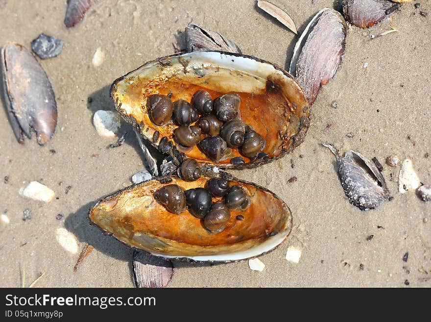 Freshwater mussel shell full of snails, Russia, Don river