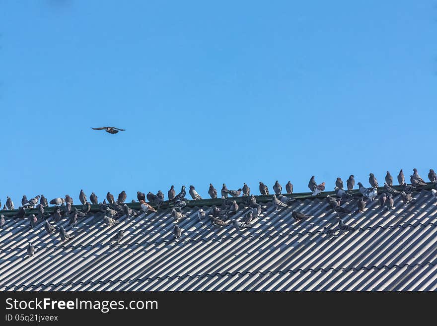 Doves in a Row on Rooftop