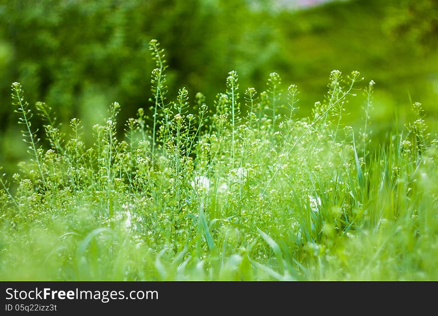 Green Summer Grass In Sunlight. Green Summer Grass In Sunlight