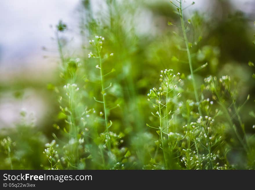 Green Summer Grass In Sunlight. Green Summer Grass In Sunlight