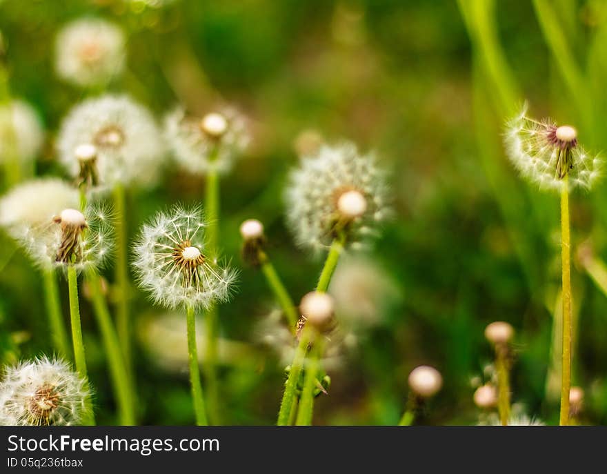 Fresh Spring Green Grass And Dandelions