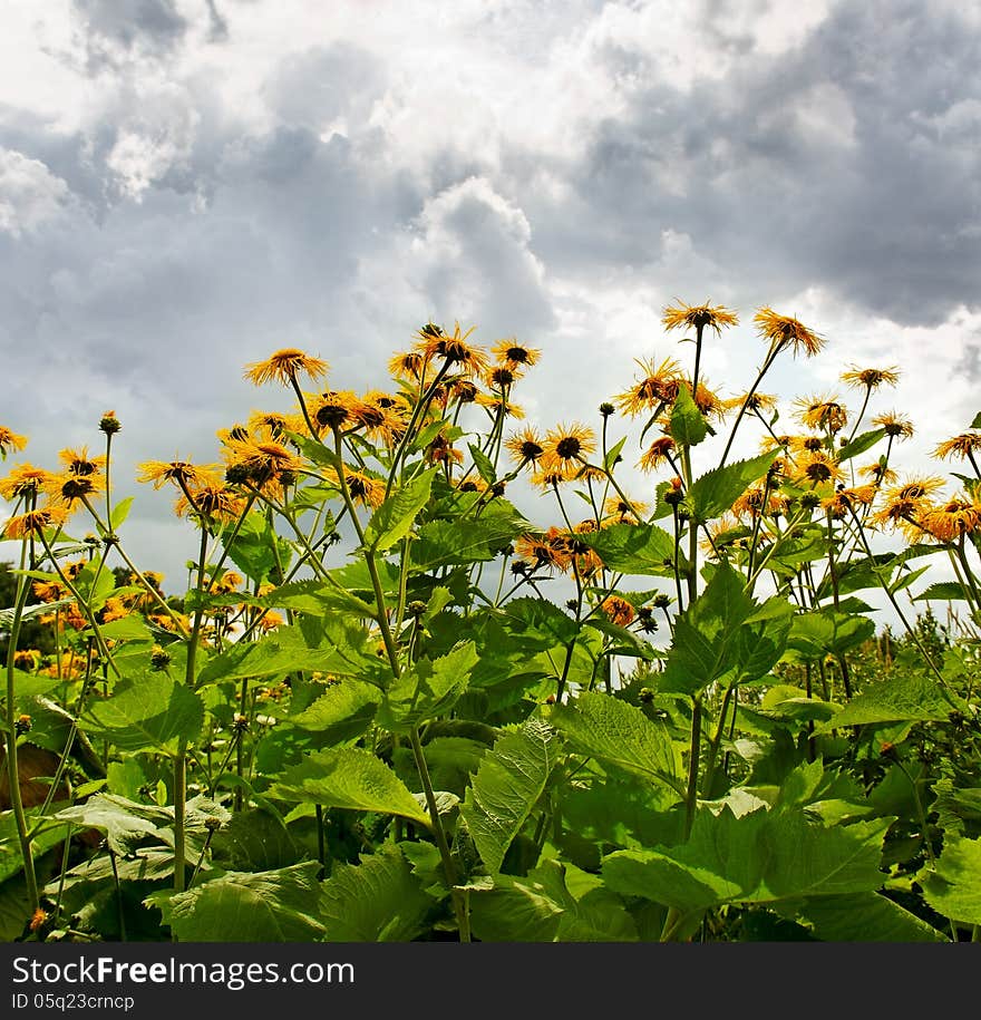 Big yellow flowers in the natural garden.