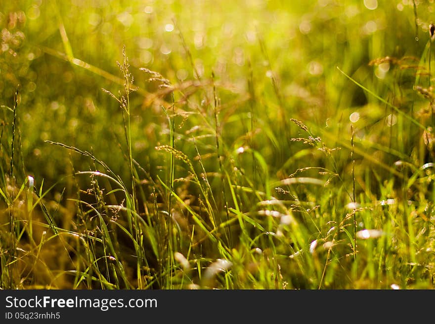 Green Summer Grass In Sunlight. Green Summer Grass In Sunlight