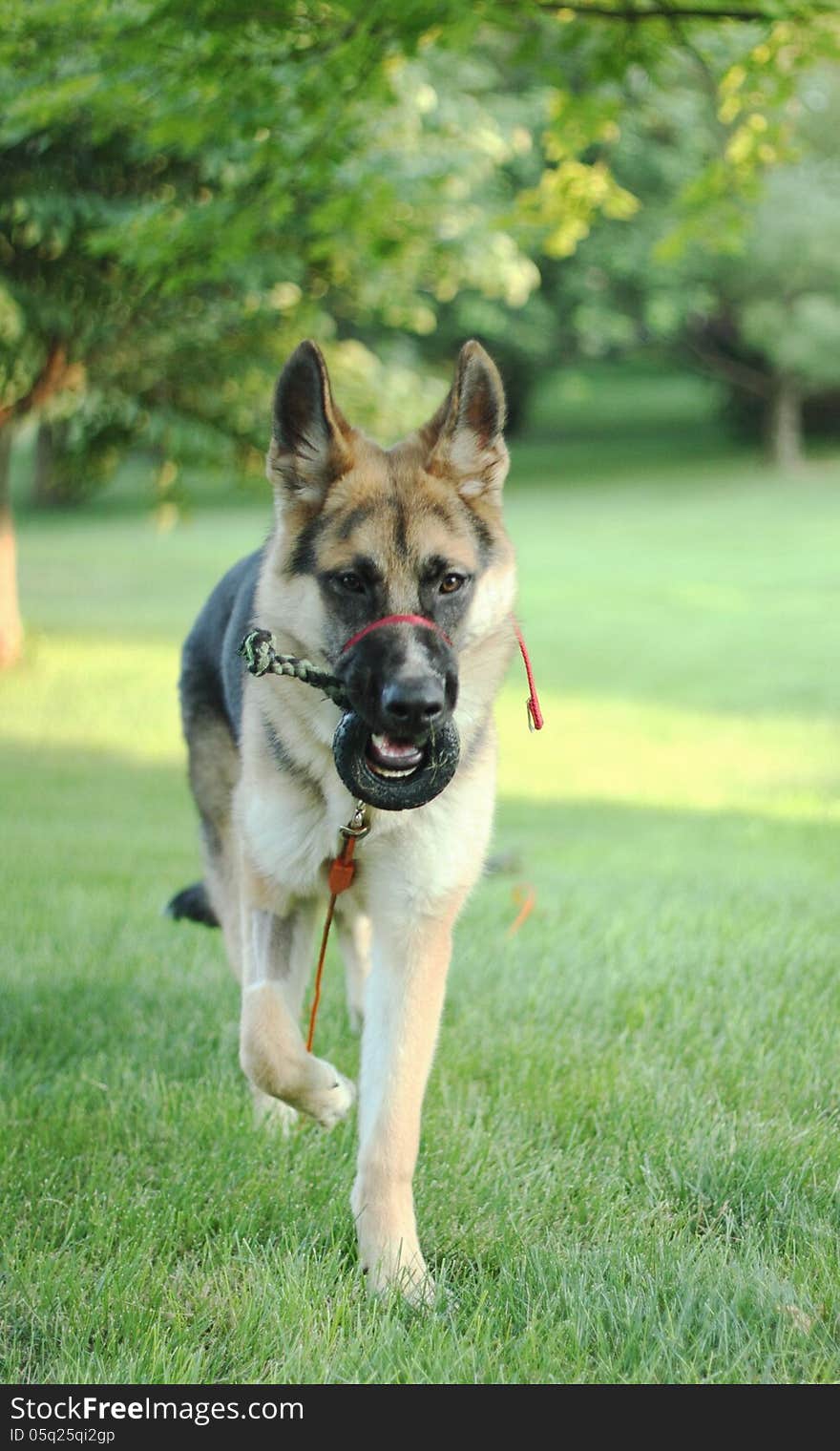 A German Shepherd Dog(GSD) is playing happily with a rope toy in her mouth after spay surgery. You can see the shaved patch on her right front leg where an IV was inserted to keep her blood pressure up. Concepts: Good vet care for your pets health and spay/neutre your pet. Also, the head harness the is wearing is a very useful training tool. Park like background bokeh focus. A German Shepherd Dog(GSD) is playing happily with a rope toy in her mouth after spay surgery. You can see the shaved patch on her right front leg where an IV was inserted to keep her blood pressure up. Concepts: Good vet care for your pets health and spay/neutre your pet. Also, the head harness the is wearing is a very useful training tool. Park like background bokeh focus.