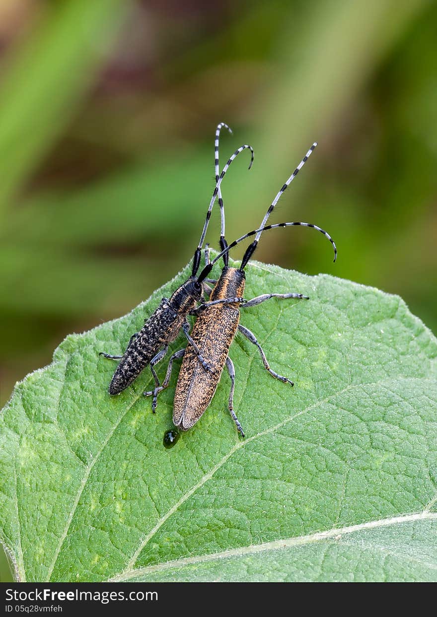 The golden-bloomed grey longhorn beetle (Agapanthia villosoviridescens). Coupling.