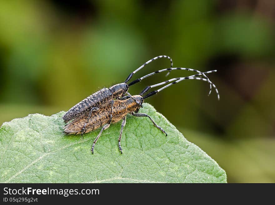 The golden-bloomed grey longhorn beetle (Agapanthia villosoviridescens). Coupling.