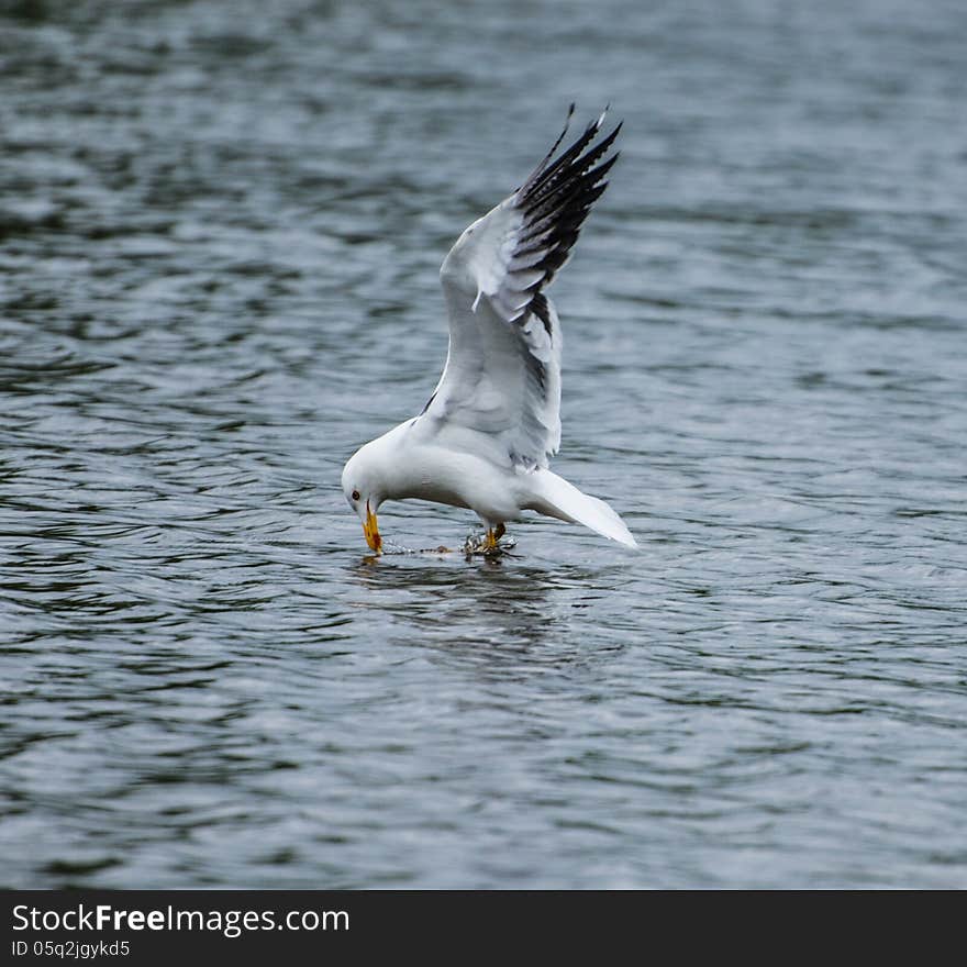 Lesser Black Backed Gull