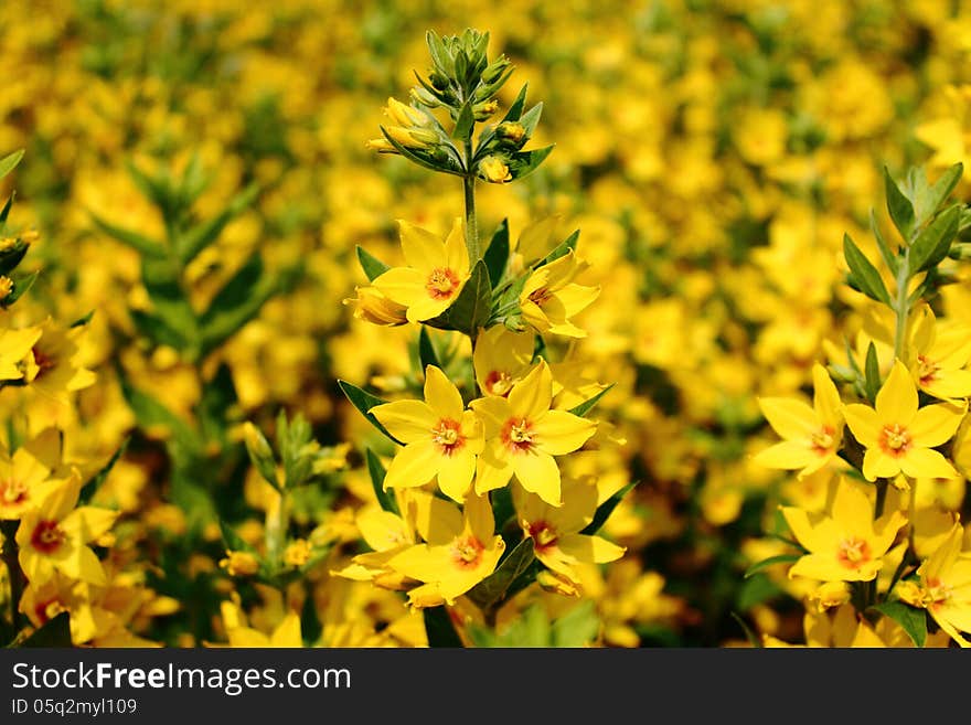 A Field Of nice Yellow flowers. A Field Of nice Yellow flowers