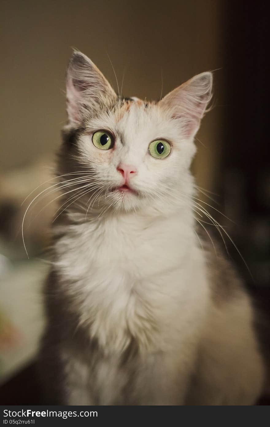 A cute little white cat staring at the camera. A cute little white cat staring at the camera