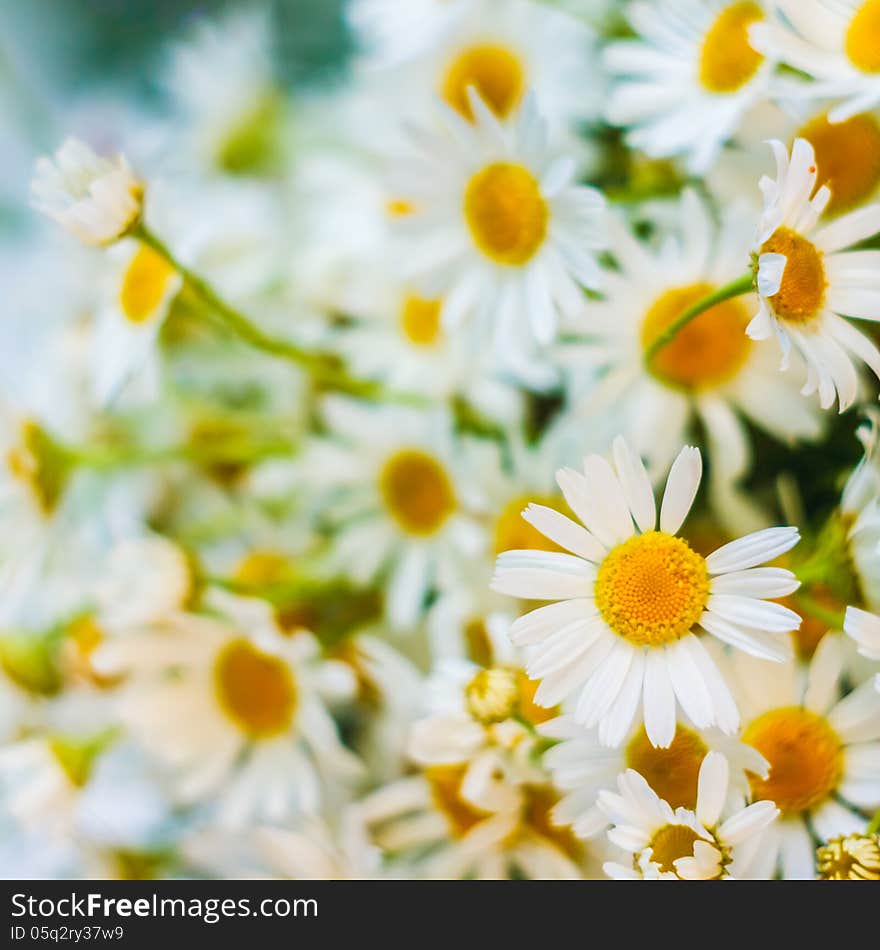 White camomiles