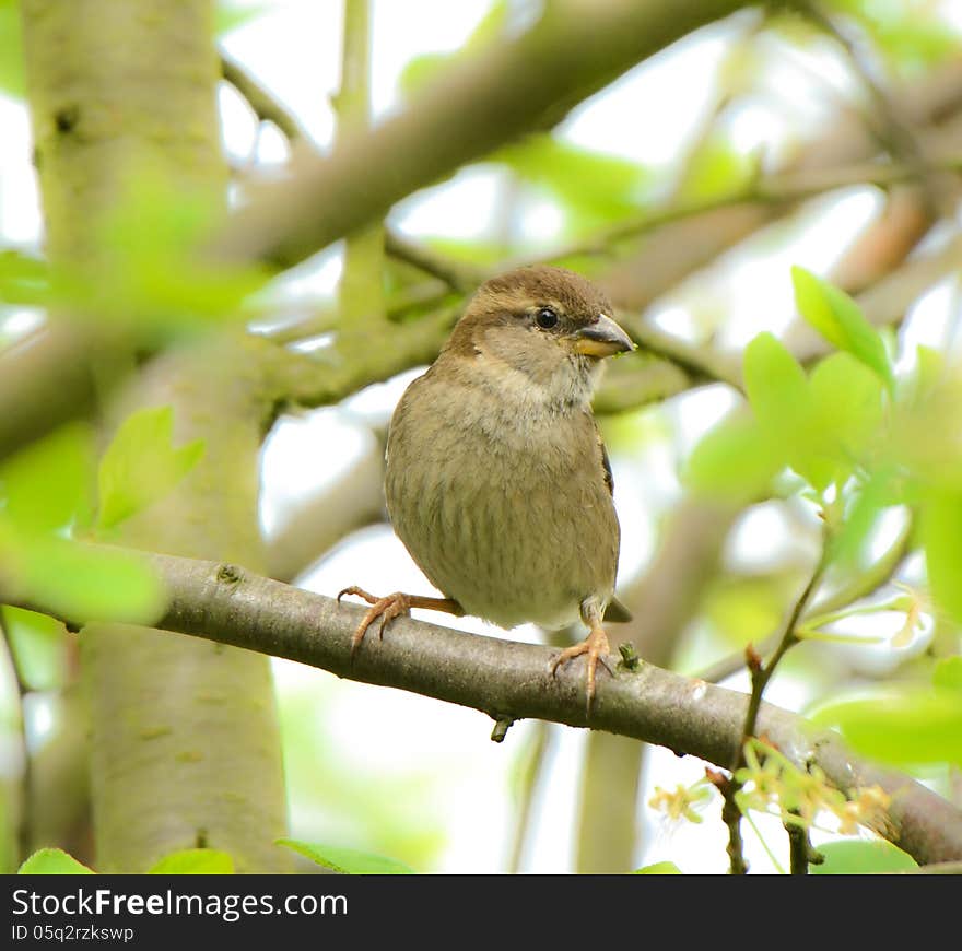 Sparrow On Tree