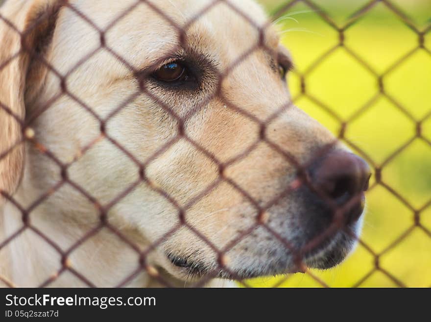 Yellow Labrador Retriever Behind Fence