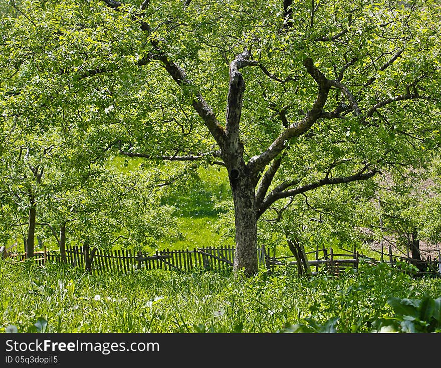 A tree in a meadow image on green. A tree in a meadow image on green