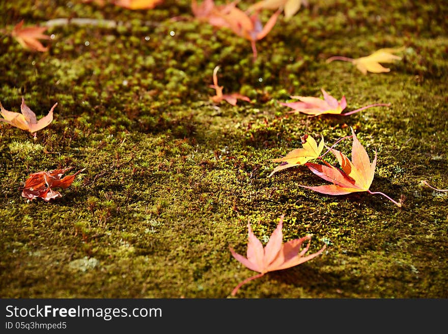 Fall leaves indicating the seasonal change in Kyoto, Japan.