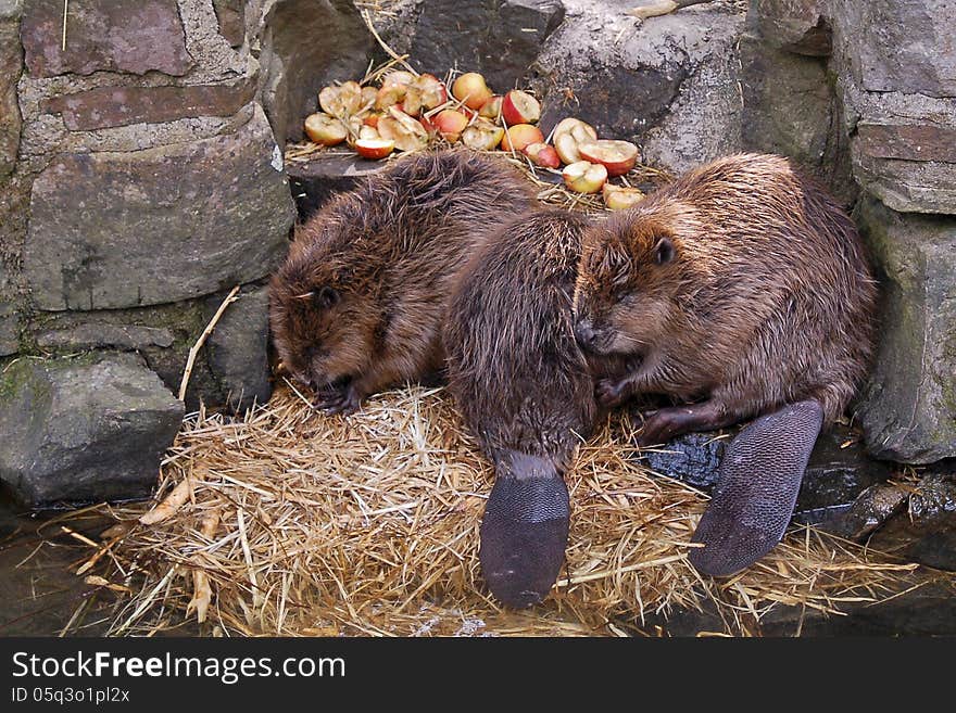 Young otters at sleep