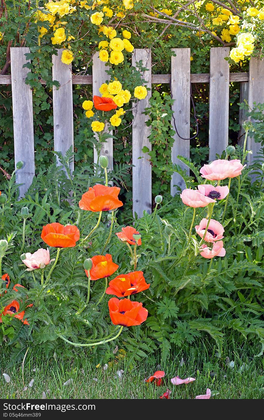 Orange poppies and yellow roses