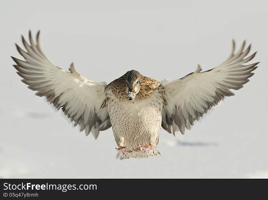 Landing Hen Mallard