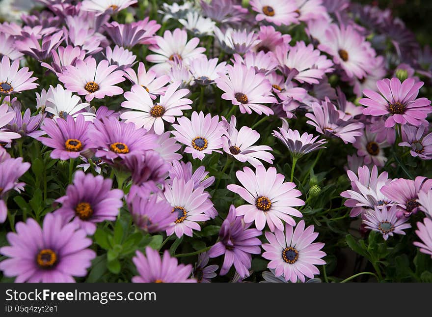 Chrysanthemum In Garden