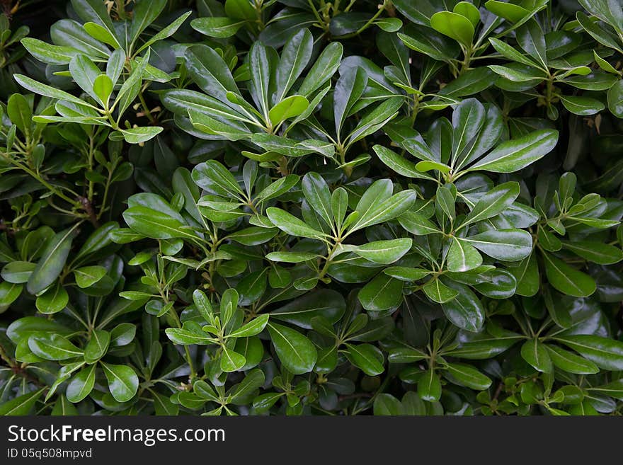 Green bush with laurel