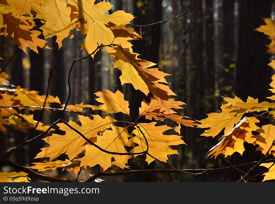 Autumn leaves against the dark forest