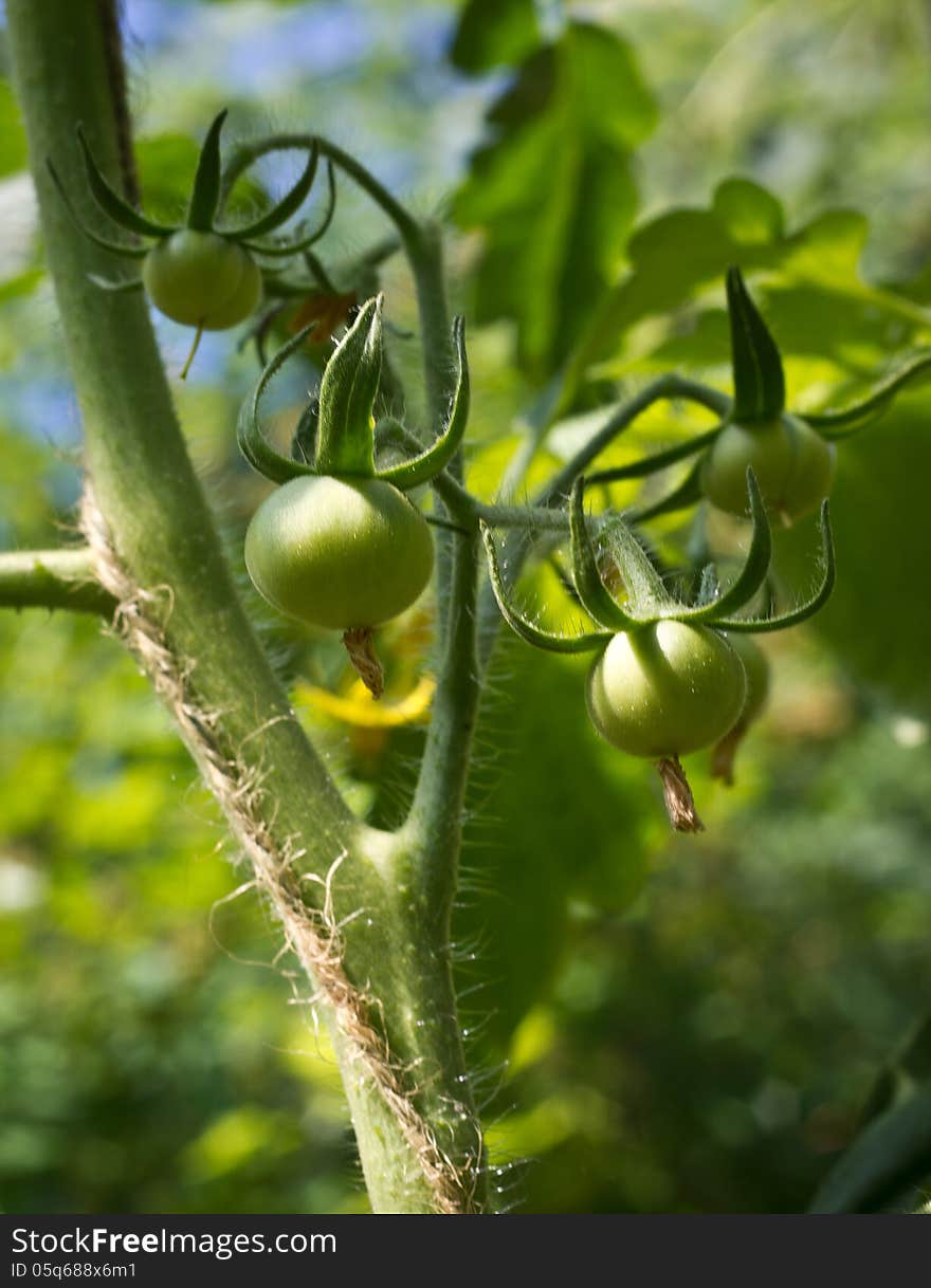 Bunch of green tomatoes growing in a greenhouse. Bunch of green tomatoes growing in a greenhouse