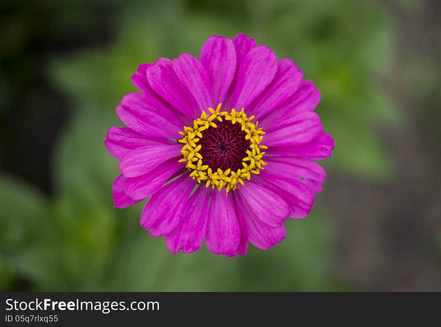 Pink-and-yellow gerbera