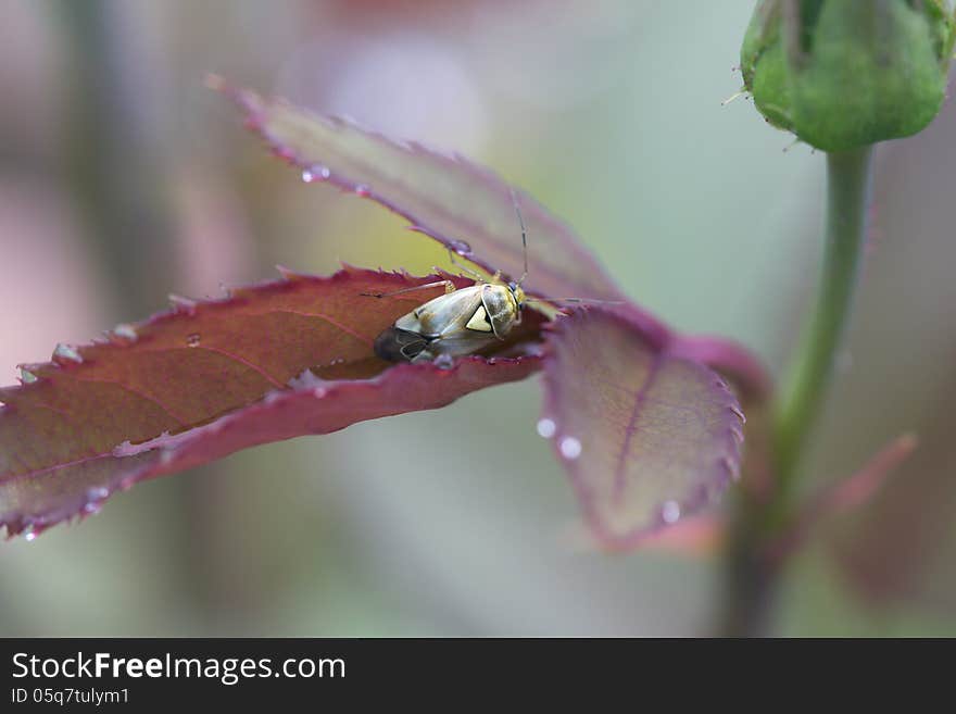 Bug Lygus Pratensis.