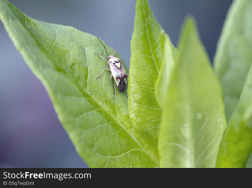 Bug Lygus pratensis.