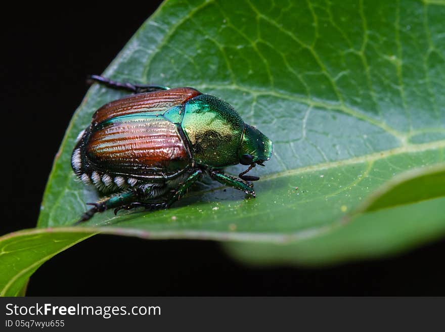 Japanese Beetle on a leaf