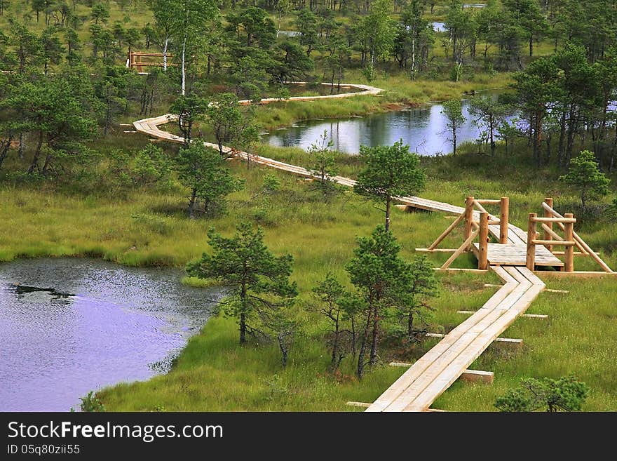 Green swamp between the blue lakes. Green swamp between the blue lakes